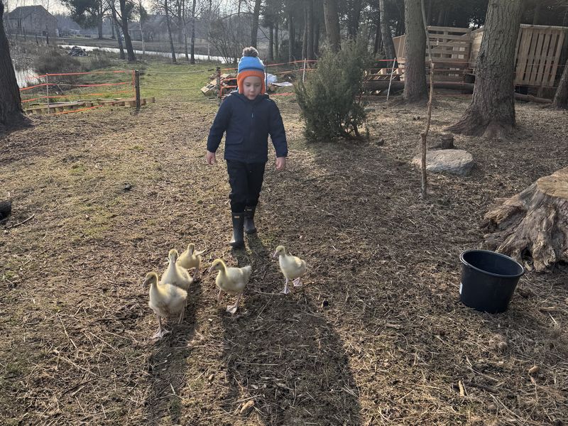 Dziecko z młodymi gąskami - Zakłobuczyno, Kaszuby