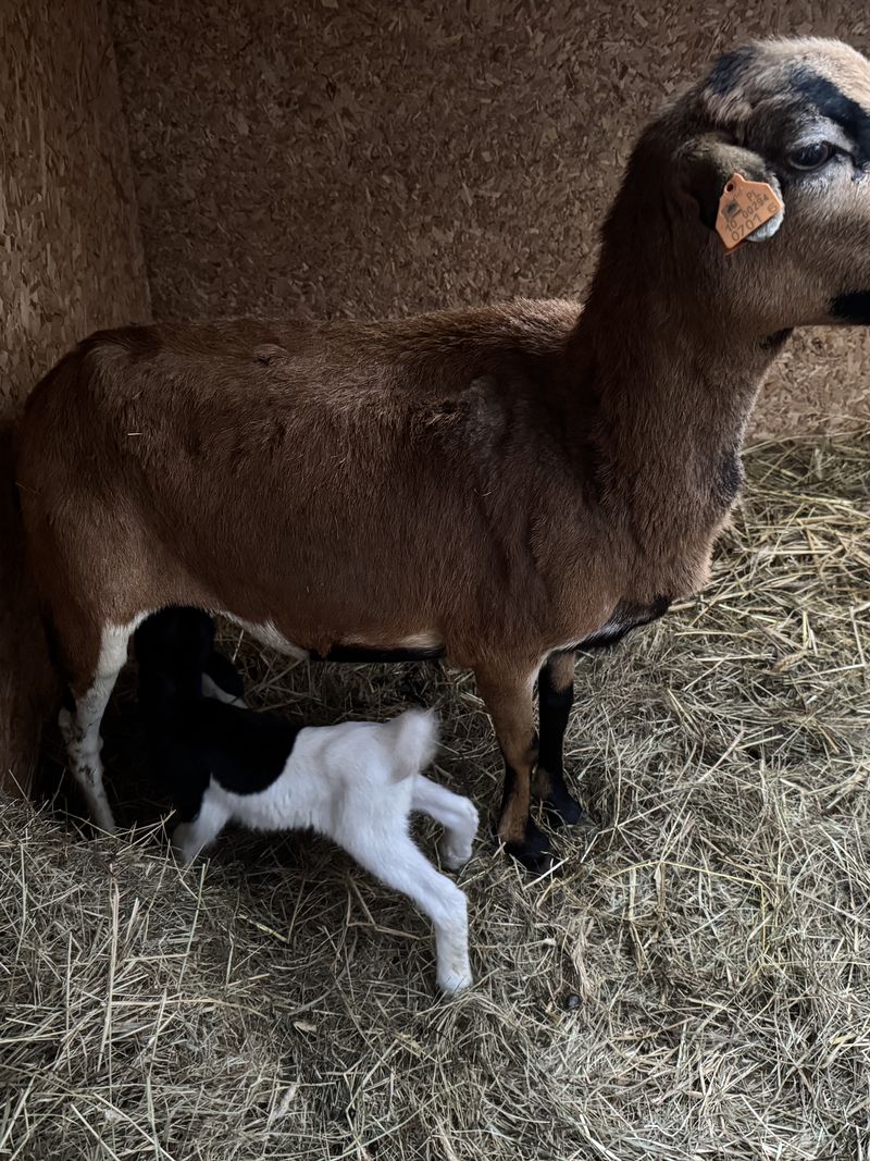 Owca z nowo urodzonym jagnięciem w stajni - Zakłobuczyno