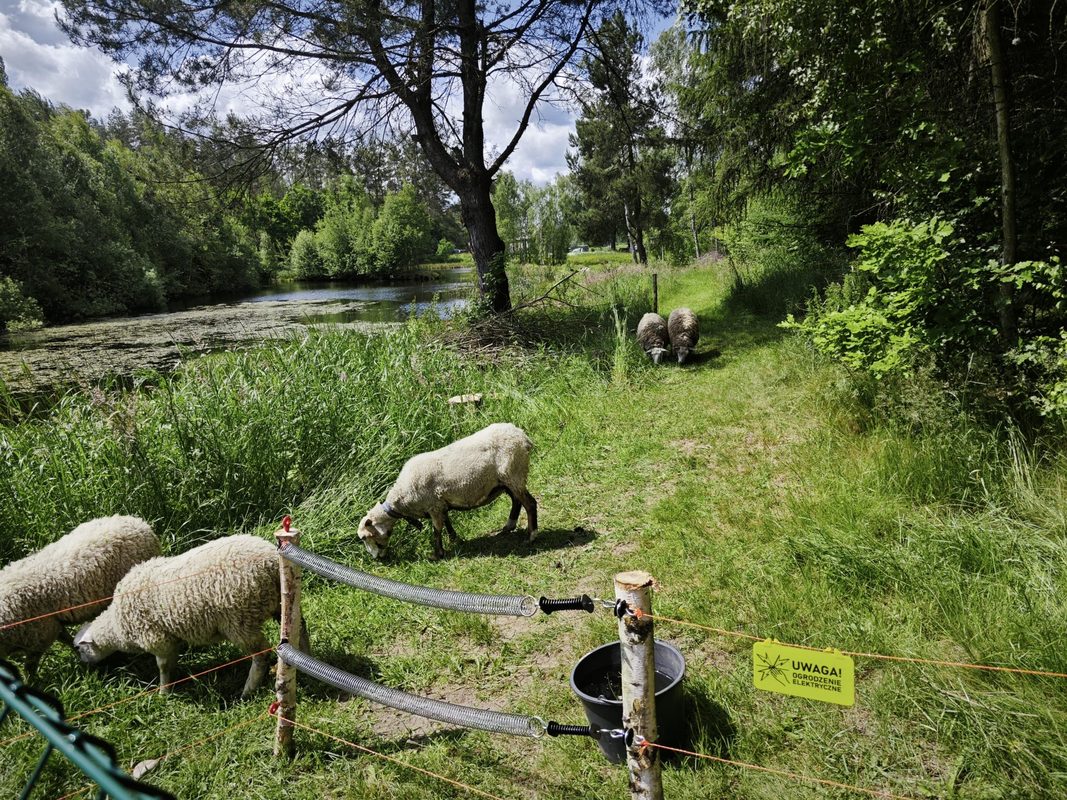 Owce pasace sie przy stawie z ogrodzeniem elektrycznym - Zaklobuczyno